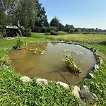 Mocvirski Tulipan
